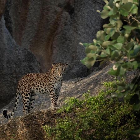 Jawai Leopard Villa Bijapur  Екстер'єр фото