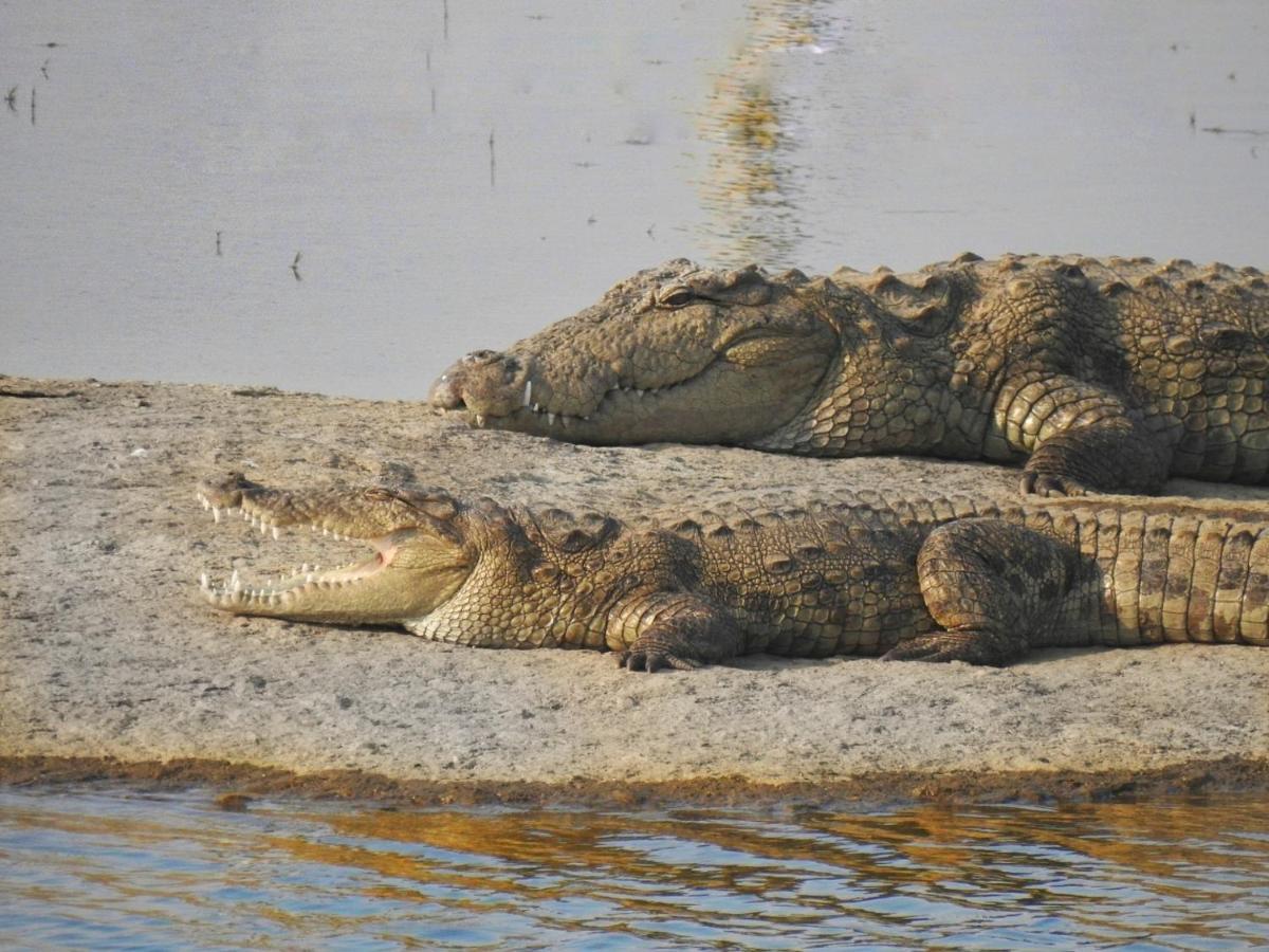 Jawai Leopard Villa Bijapur  Екстер'єр фото