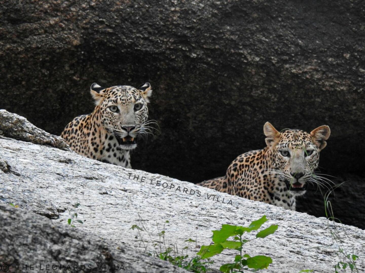 Jawai Leopard Villa Bijapur  Екстер'єр фото