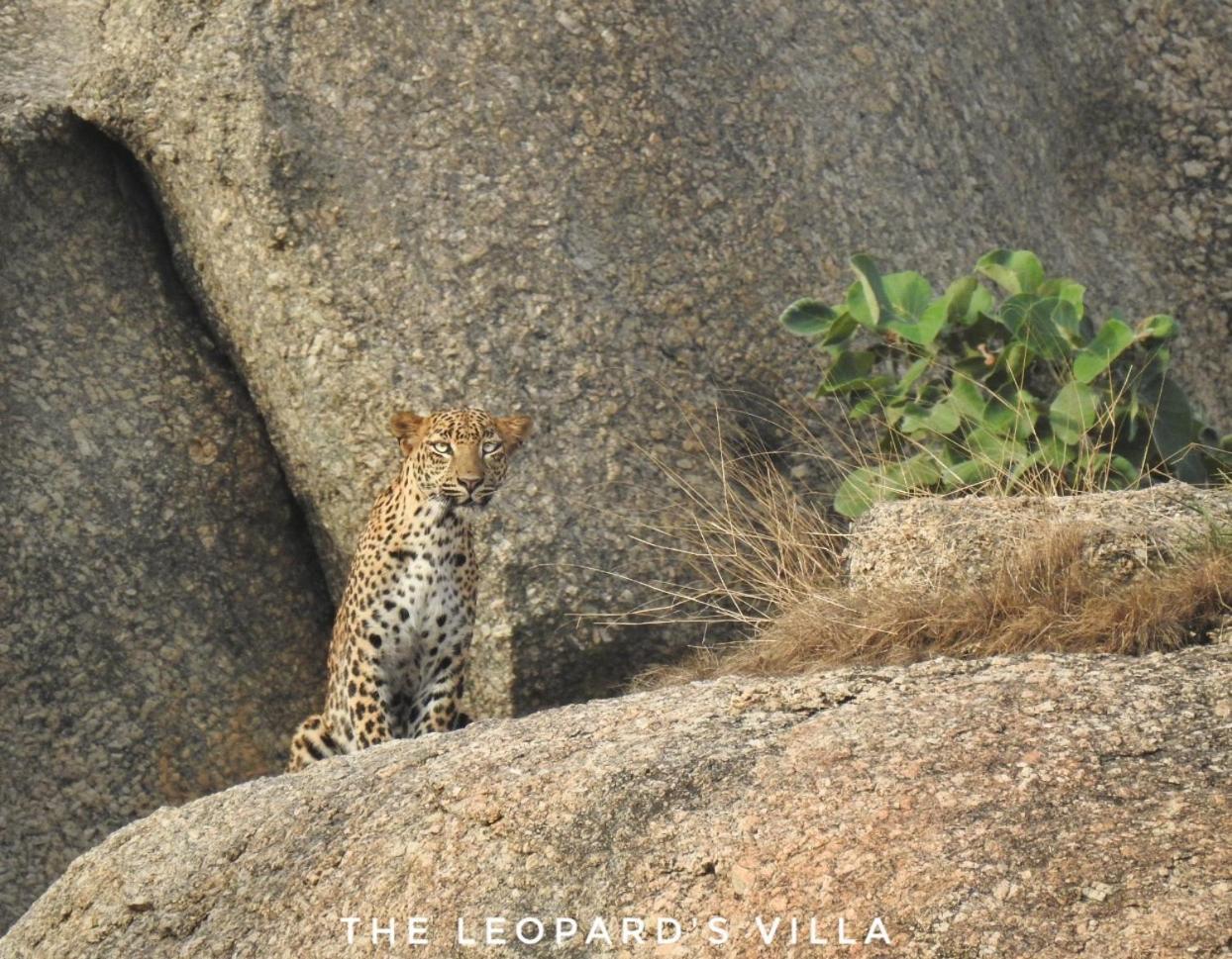 Jawai Leopard Villa Bijapur  Екстер'єр фото