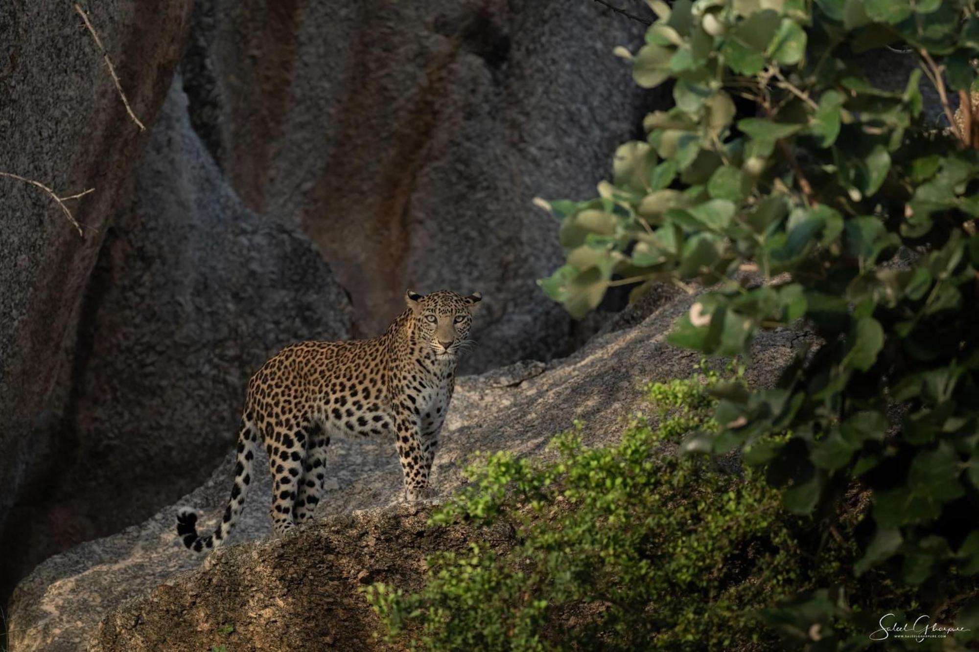 Jawai Leopard Villa Bijapur  Екстер'єр фото