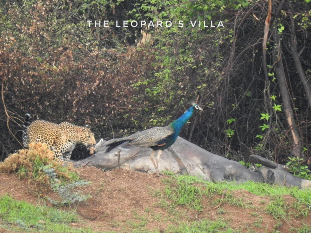 Jawai Leopard Villa Bijapur  Екстер'єр фото