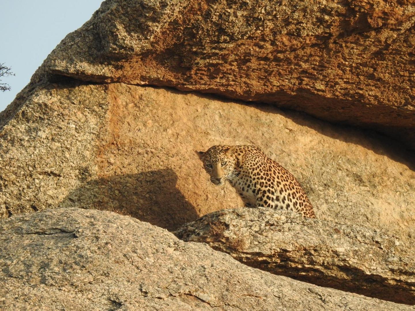 Jawai Leopard Villa Bijapur  Екстер'єр фото
